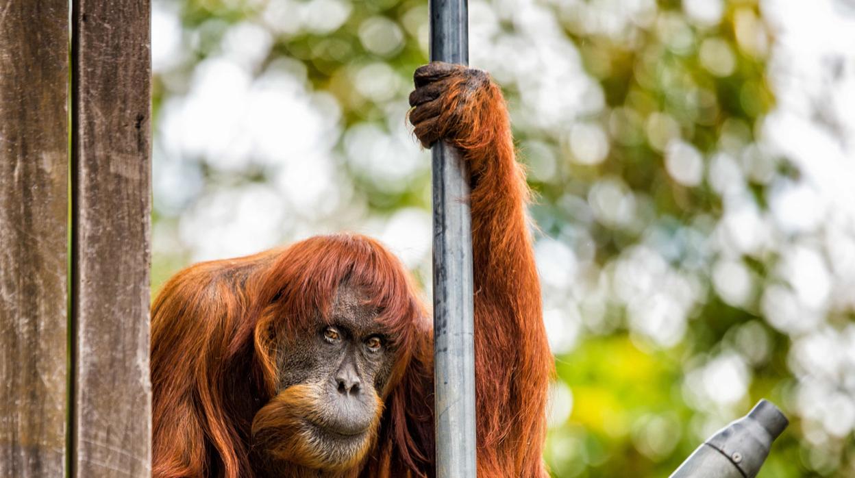 Muere Puan, el orangután más viejo del mundo