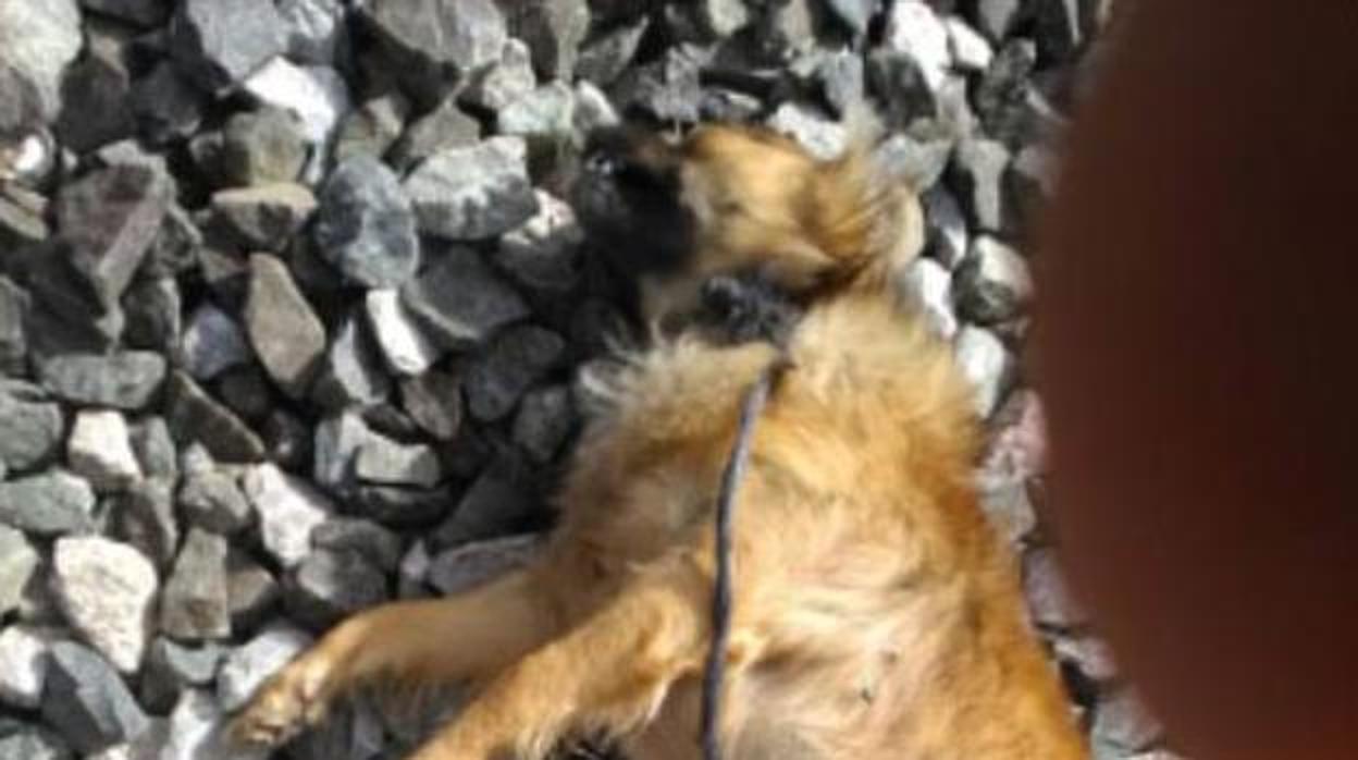 Abandonan a un perro atado a las vías para que el tren lo mate