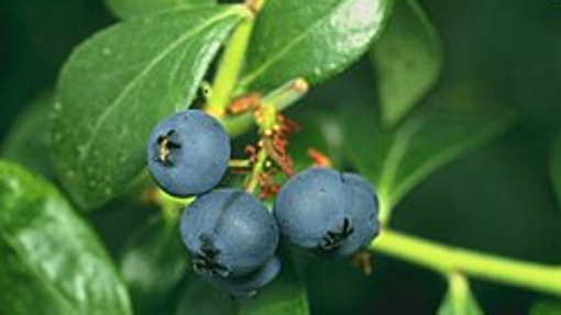 Estas son las siete frutas que aún no conoces y refrescarán tu verano