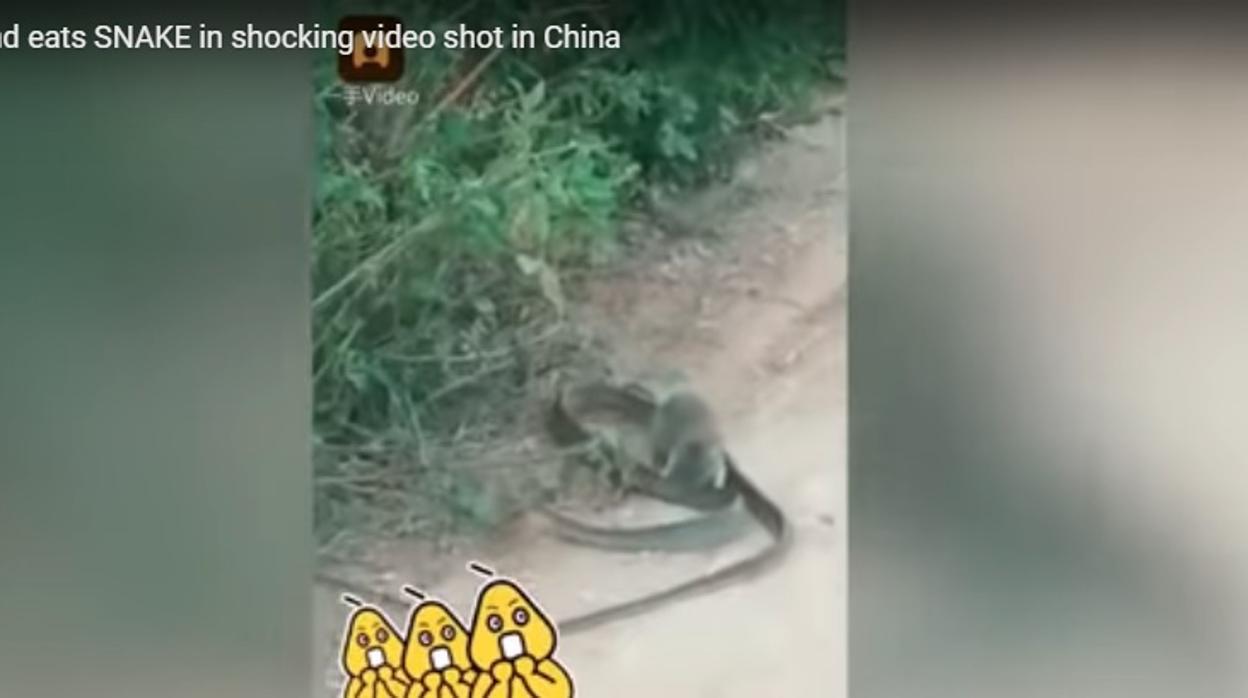 Pelea entre rata y serpiente