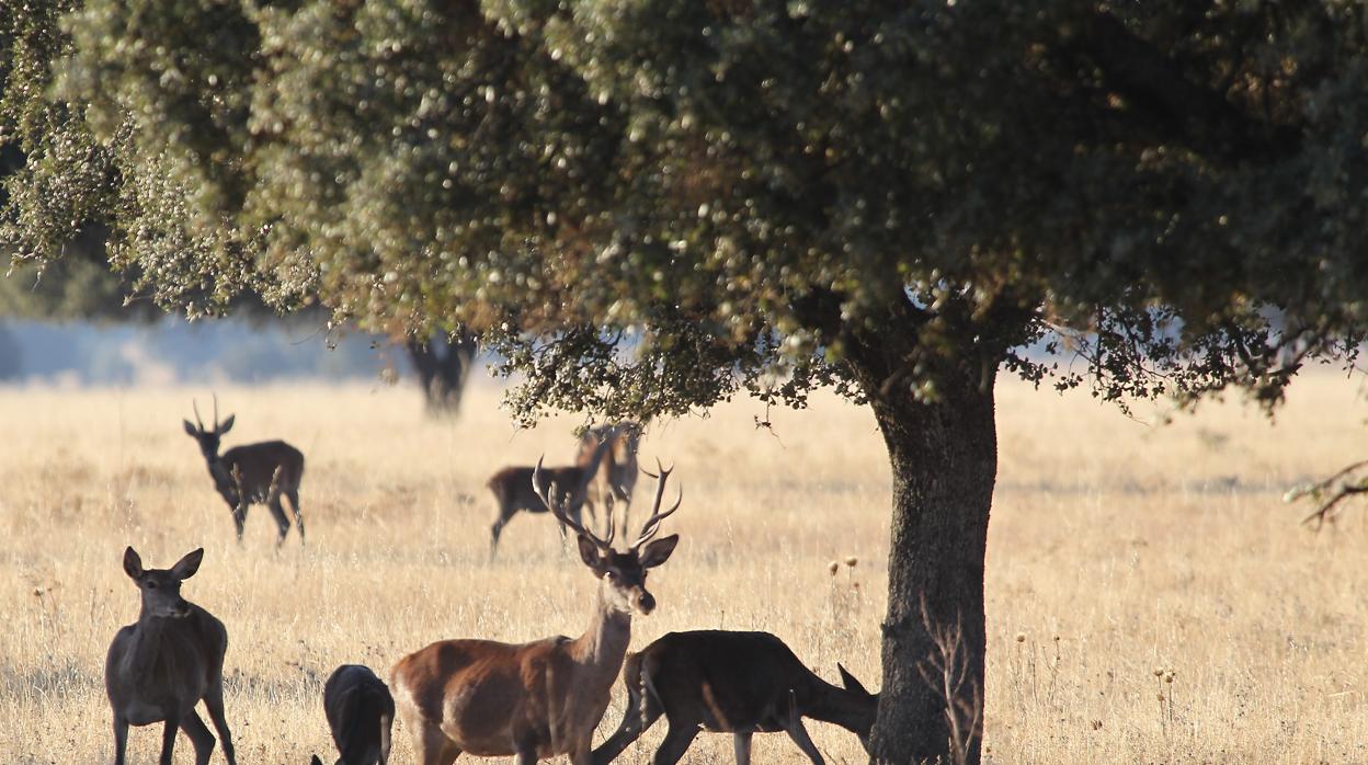 El Parque Nacional de Cabañeros, sin director tras la marcha de Carlos Rodríguez Vigal