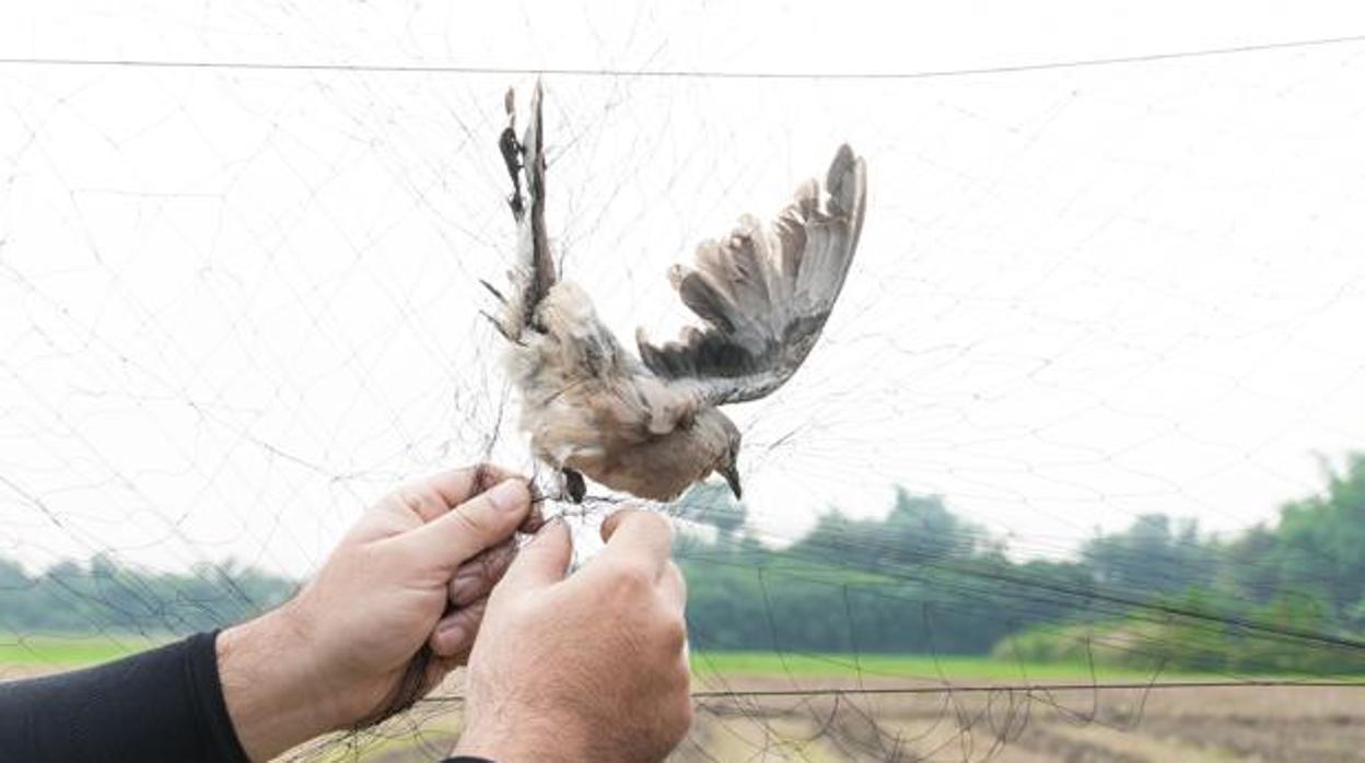 Concluye el plazo para acatar la prohibición de la UE de capturar aves cantoras