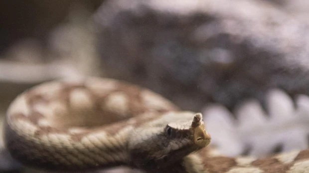 Un estudio revela que 93 millones de personas son vulnerables a morir por mordeduras de serpiente