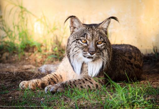 La temporada de cría del lince ibérico se cierra con 39 nuevos cachorros