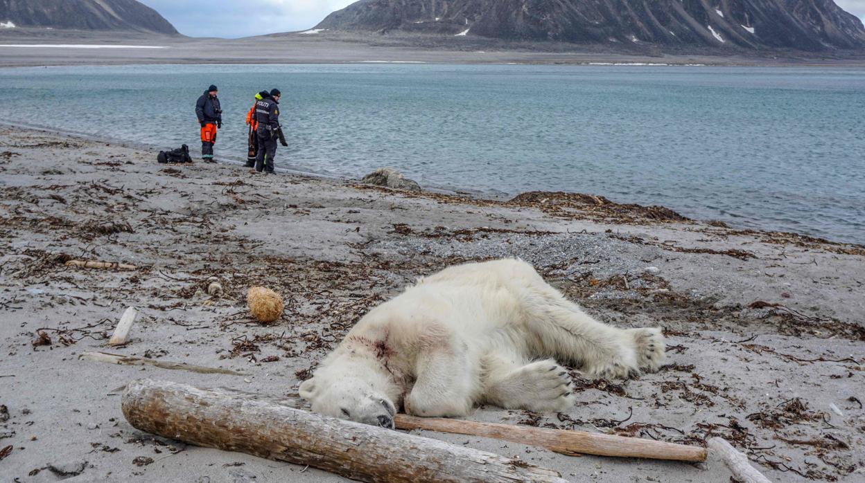 El oso polar asesinado por el guardia