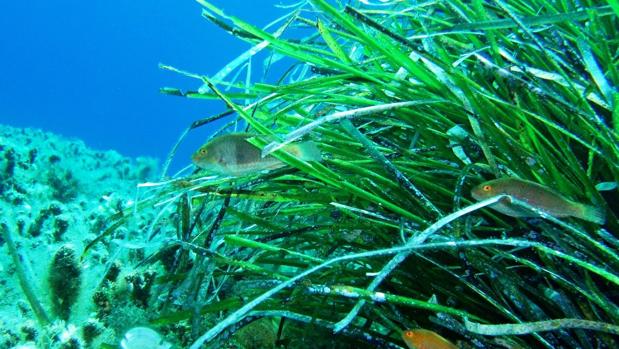 El Gobierno balear aprueba un decreto para proteger toda la posidonia del Archipiélago