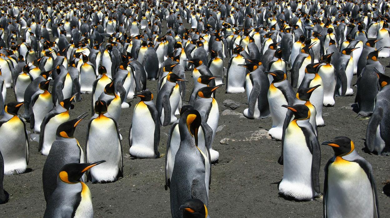 Los pingüinos rey, al borde de la extinción