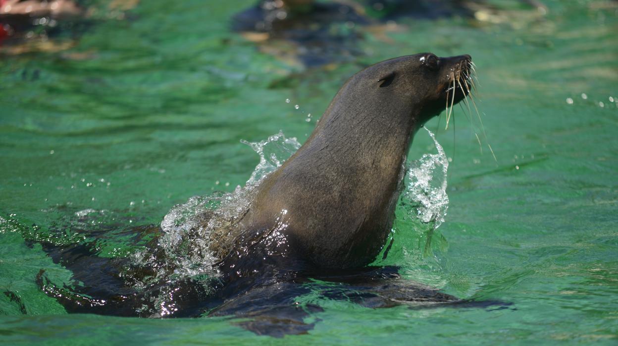 Los animales de Benidorm que harán frente a la ola de calor comiendo helados