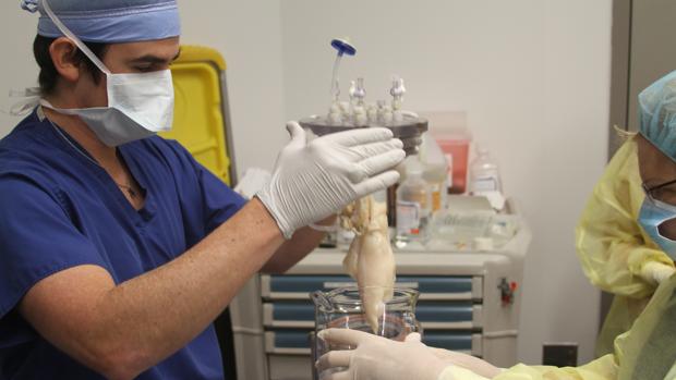 Trasplantan con éxito los primeros pulmones de laboratorio