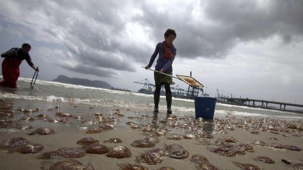 Una nueva plaga de medusas invade el litoral malagueño