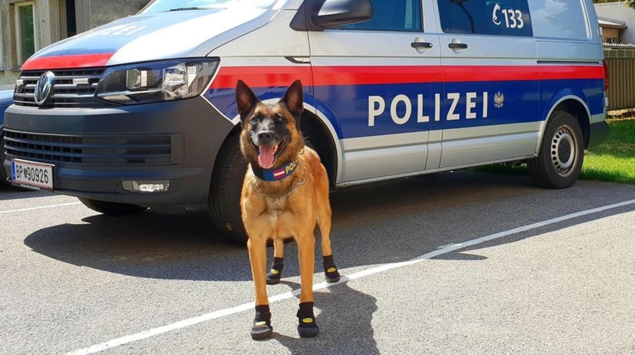 Uno de los agentes «perrunos» con zapatos para protegerse del calor