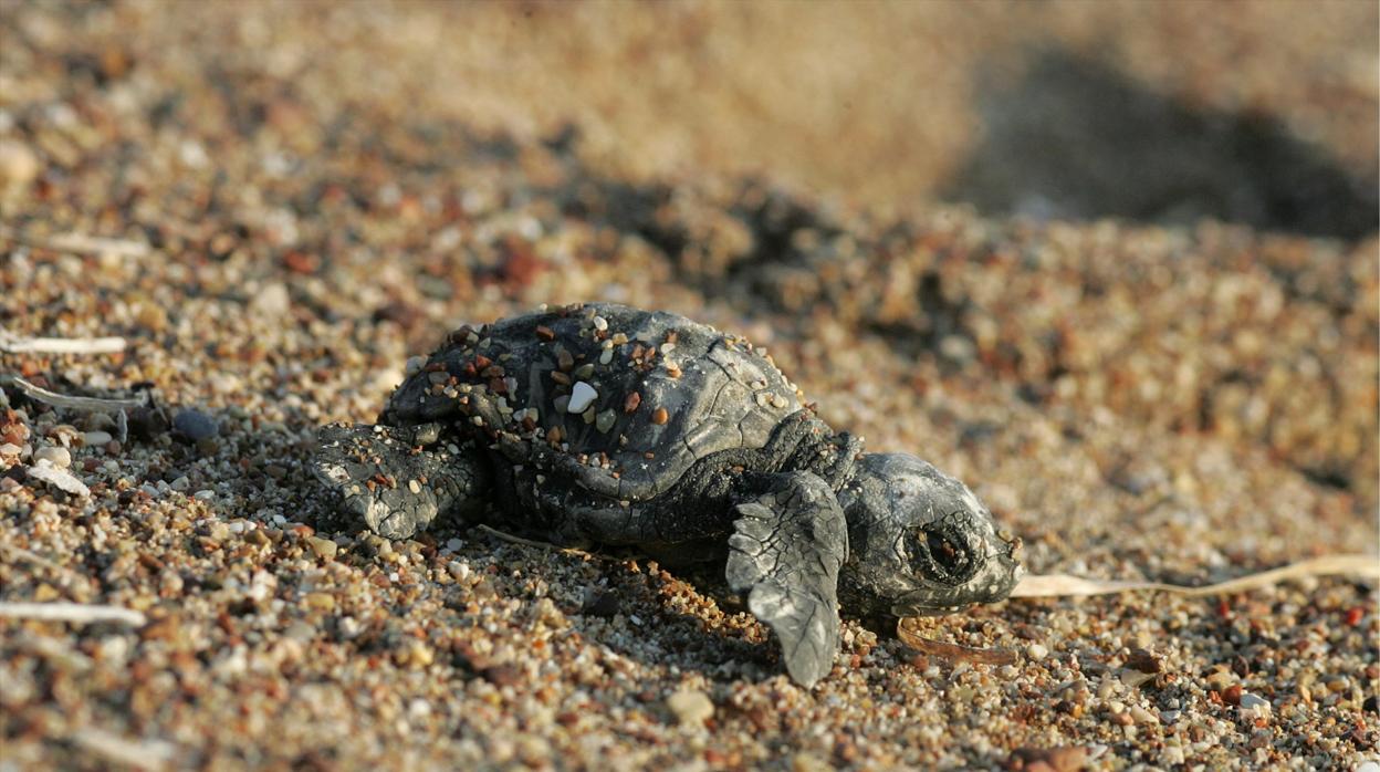 Investigado por capturar 60 tortugas protegidas para sacrificarlas y después comérselas