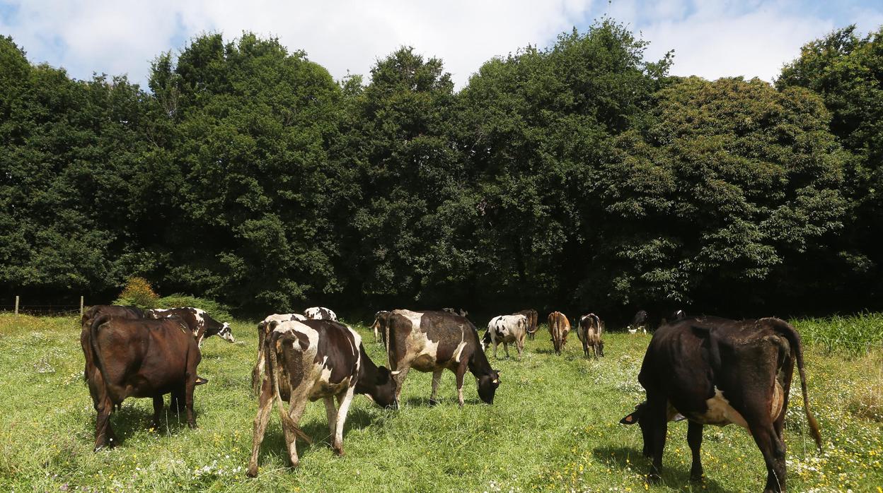 Todo lo que debe saber sobre la leche cruda