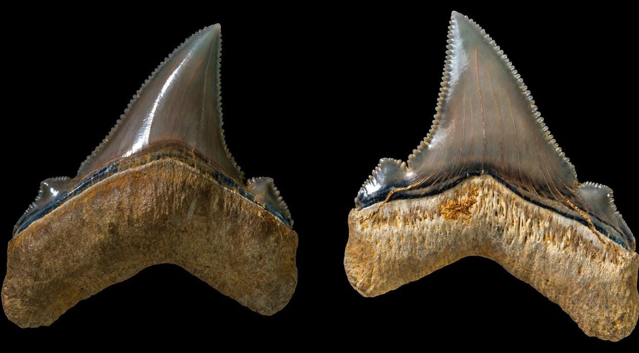 Imagen de un conjunto de dientes de un enorme tiburón prehistórico en Australia