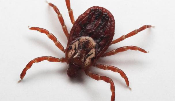 Lo que debes conocer de la infección Crimea-Congo