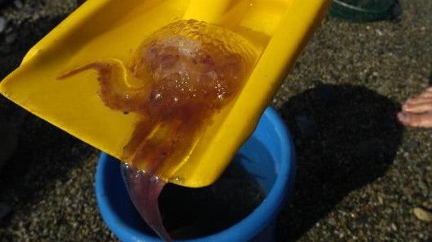 El calor hace que las medusas del Mediterráneo se estresen y sean más urticantes