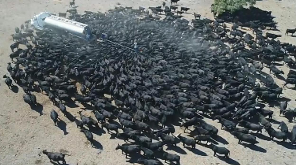 Cientos de vacas sedientas se agolpan alrededor de un camión cisterna