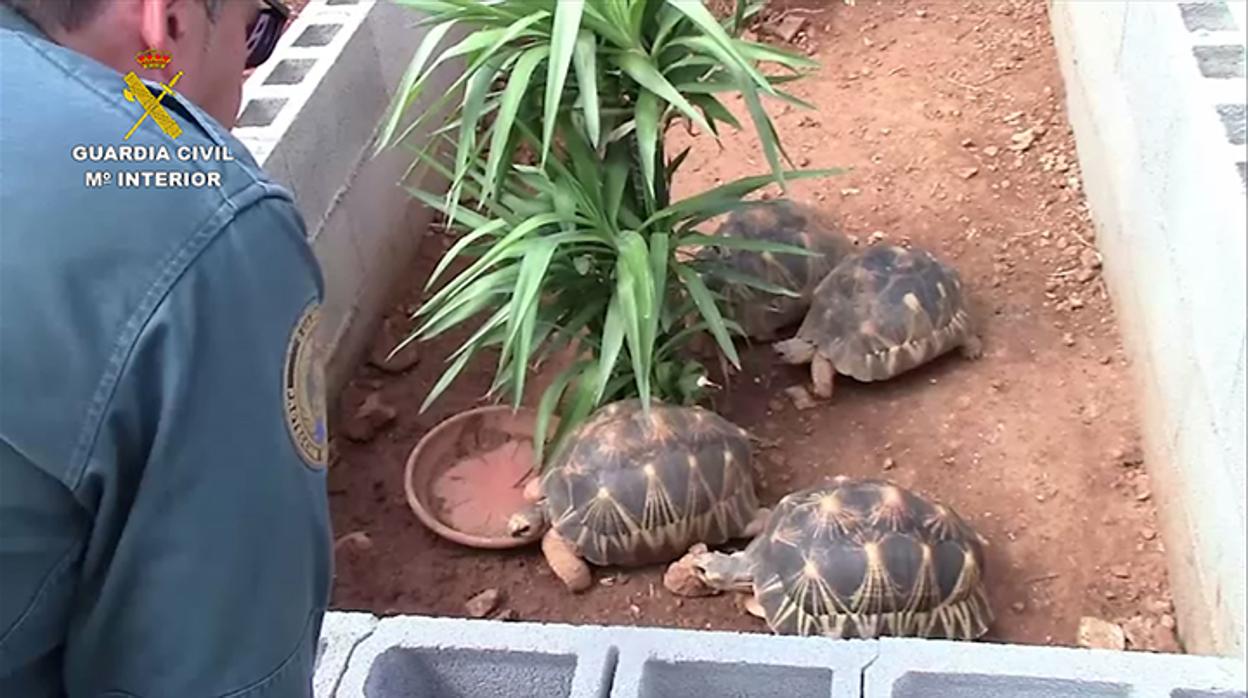 Imágenes de unas de las tortugas incautadas