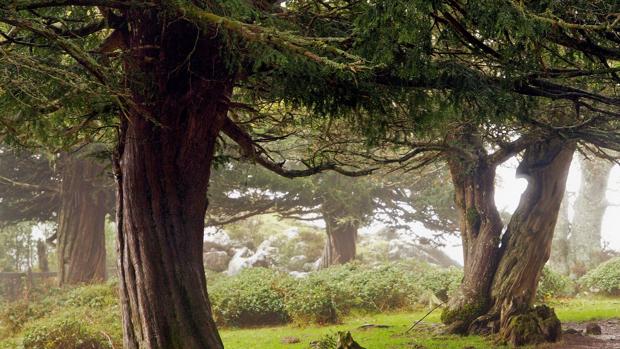 El Tejo: un árbol milenario que se adapta al cambio climático cambiando de sexo