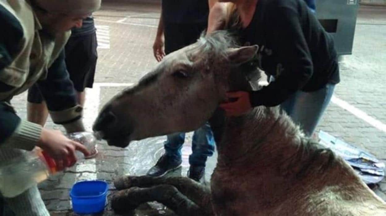 Unos vecinos logran salvar a un caballo que cayó al suelo desnutrido y fue golpeado por sus dueños