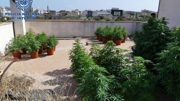 La Policía acude a una casa por un aviso de robo y acaba deteniendo al dueño por plantar marihuana