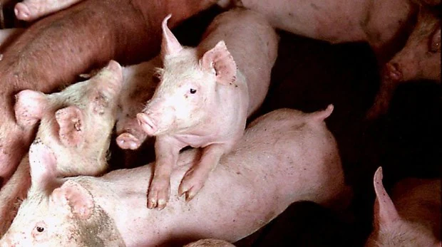 El país donde nacen 20 veces más cerdos que personas