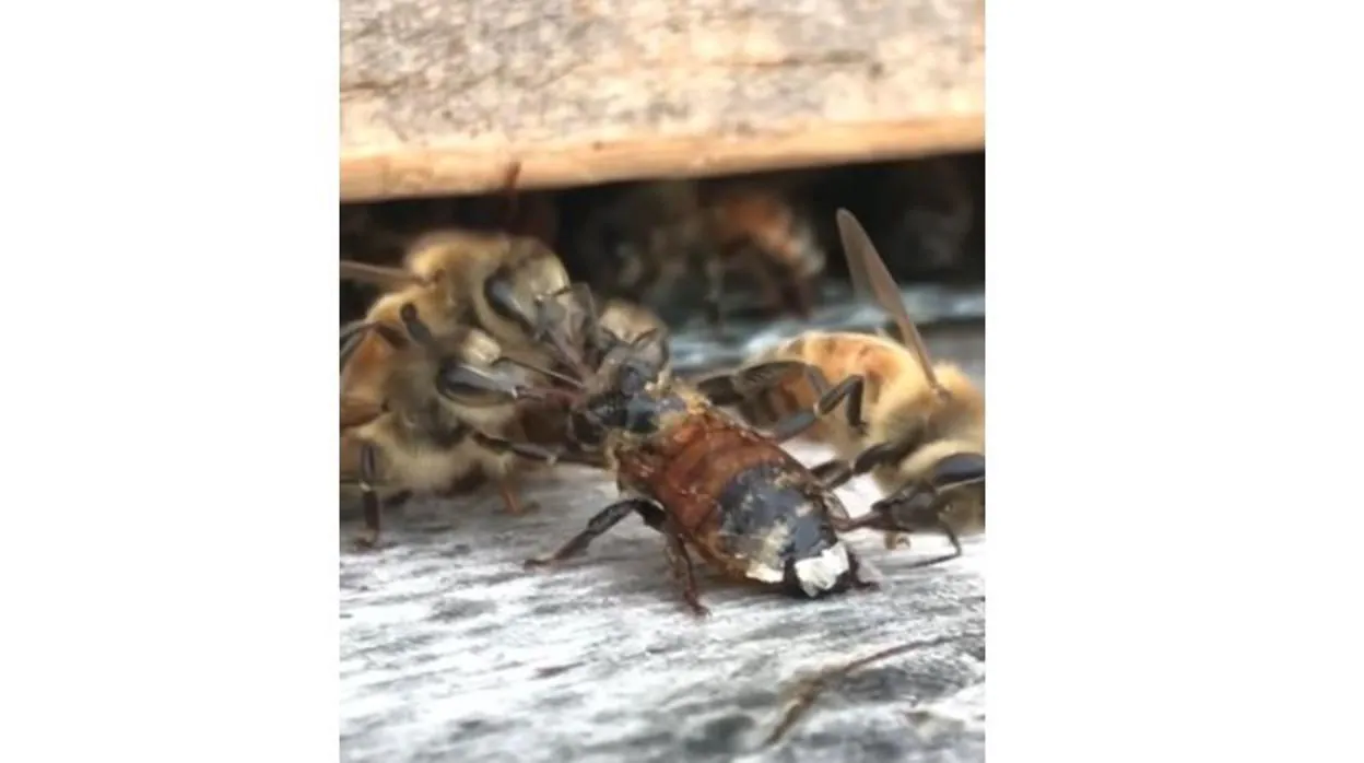 La increíble labor de tres abejas que intentan salvar a una compañera tras caer un tarro de miel