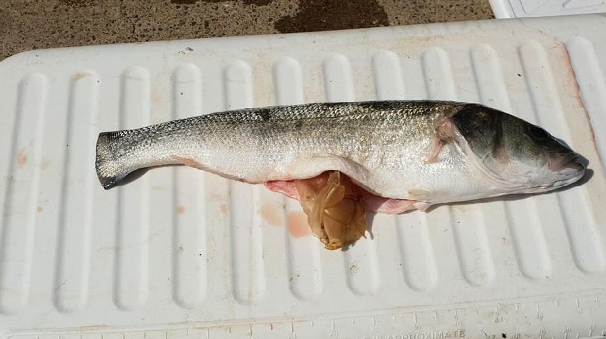 Un pez con un vaso de plástico en la tripa: la foto que muestra las terribles consecuencias de la contaminación