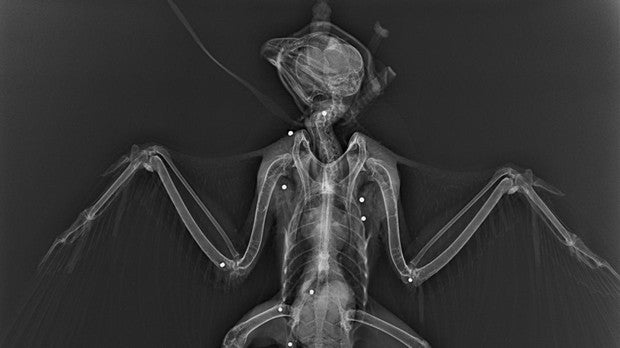 El Gobierno balear alerta sobre la caza de aves protegidas en Mallorca y Menorca