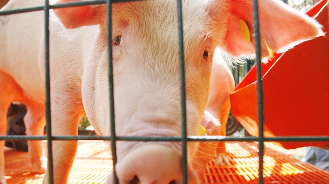 Japón registra su primer brote de peste porcina en 26 años