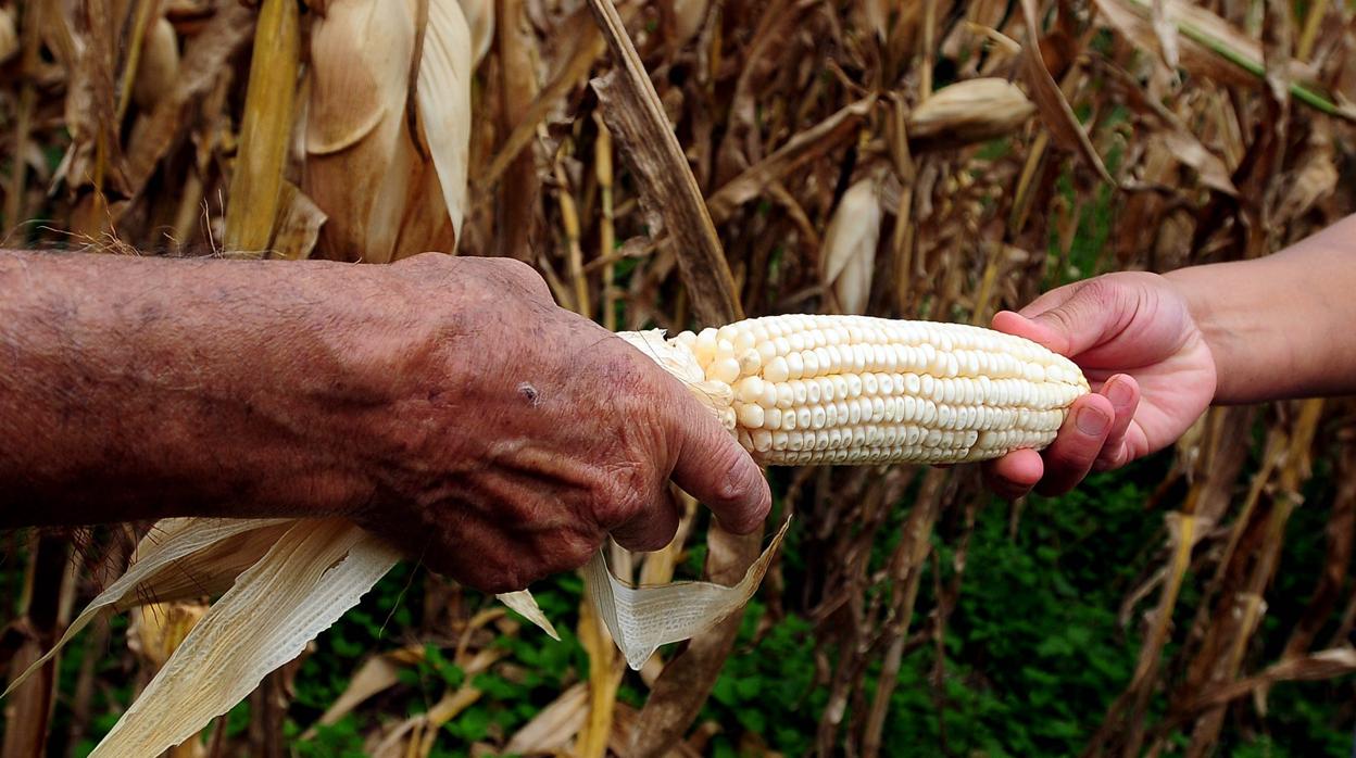 Una de cada nueve personas pasa hambre cada día en el mundo