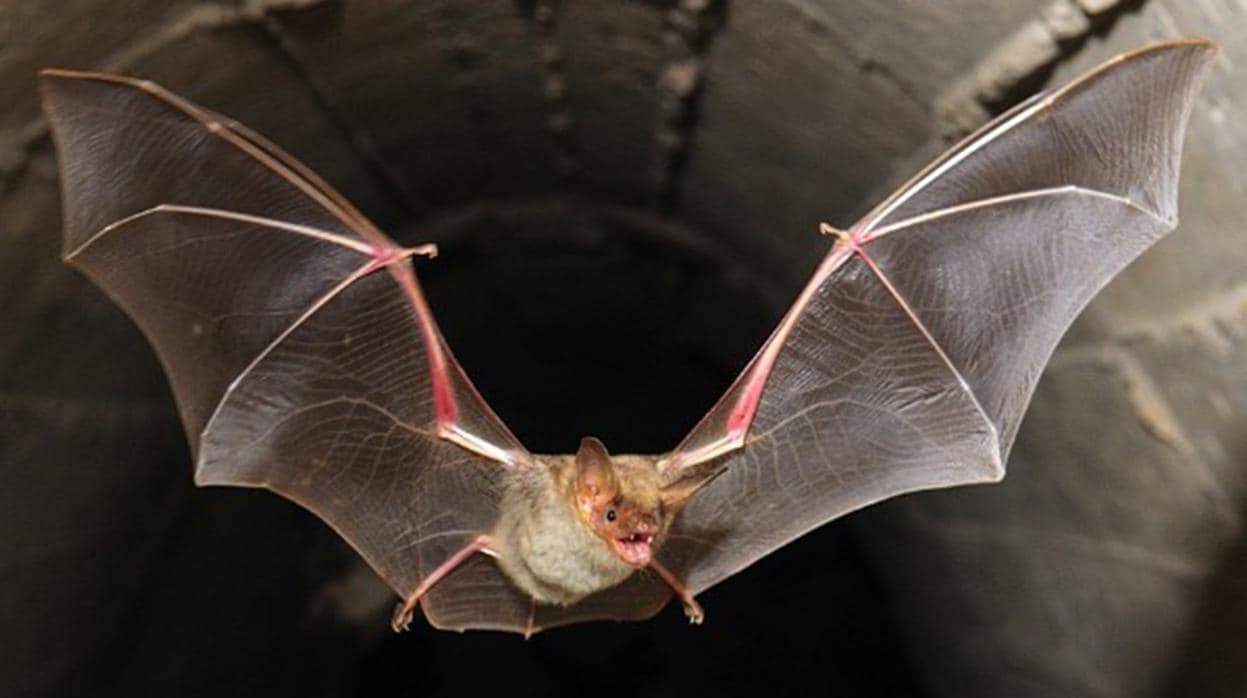 Se detectan dos casos de rabia este verano en España por la mordedura de murciélagos