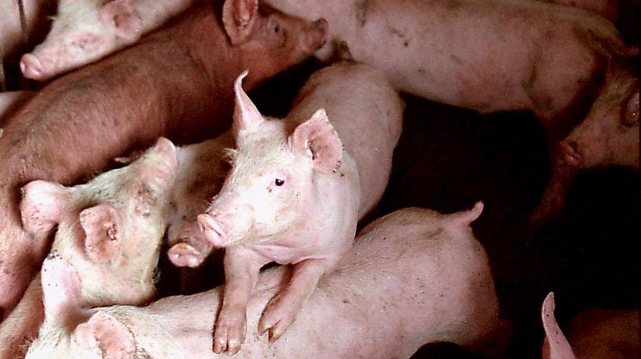 Imagen de archivo de una granja porcina