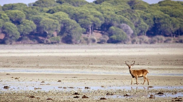 Eurodiputados alertan de una posible «catástrofe natural» en Doñana por los almacenes de gas