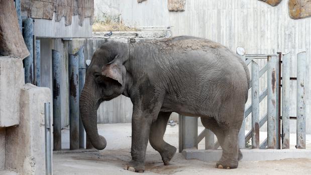 Un elefante mata a pisotones a una turista alemana en Zimbabue