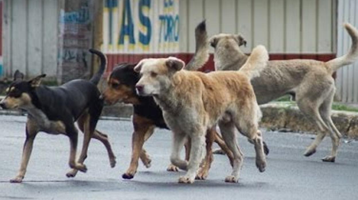 El tifus se trasmite a través de las pulgas infectadas de los perros