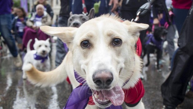 «Síndrome de Cushing» en perros y gatos