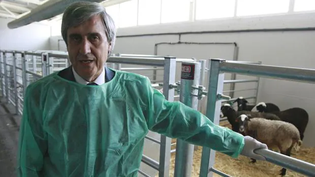 «Vacas locas»: la temida enfermedad a la que Europa no da tregua