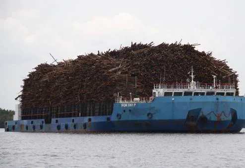 Un carguero transporta una montaña de troncos por el río Kumai, junto al parque nacional de Tanjung Puting. Además del aceite de palma, la industria de la madera y el papel agravan la deforestación en la isla de Borneo