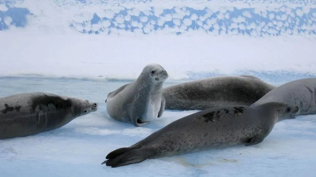 China, Noruega y Rusia bloquean el plan para crear la mayor reserva marina del mundo en la Antártida