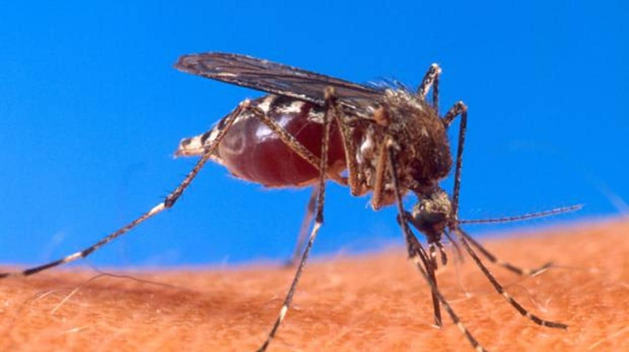 El mosquito «Aedes aegypti», transmisor de la fiebre amarilla
