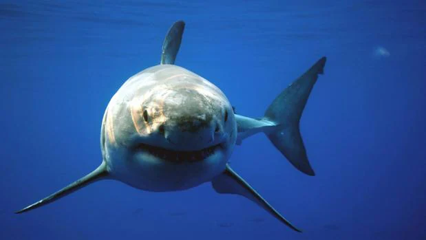 Muere un hombre por el ataque de un tiburón en unas islas turísticas de Australia