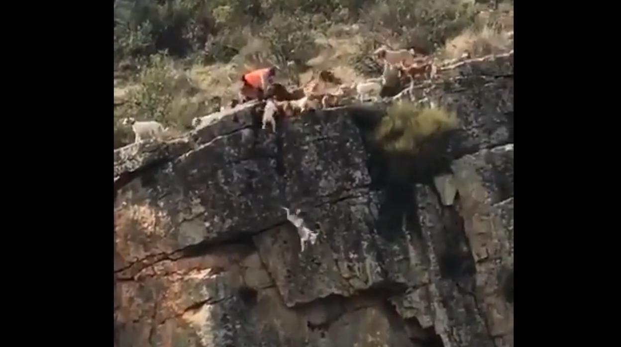 Captura en la que se observa cómo cae uno de los perros