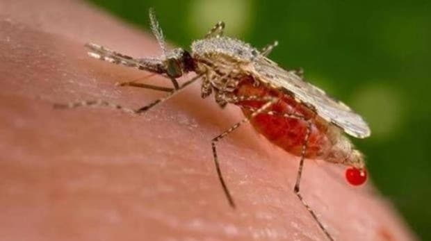 Dos millones más de personas padecieron malaria en el mundo en 2017, según la OMS