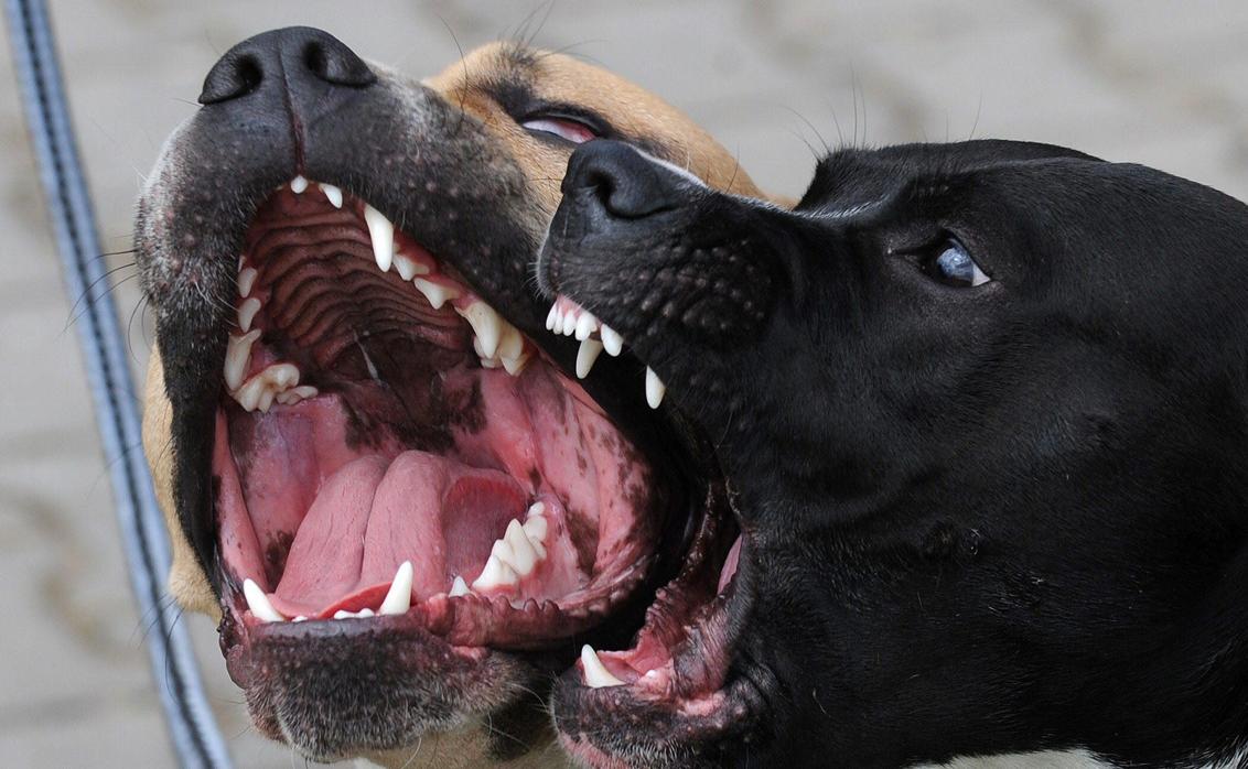¿Por qué los perros pueden llegar a atacar a una persona?