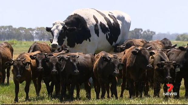 Knickers, la vaca gigante australiana que se salvó del matadero por su gran tamaño