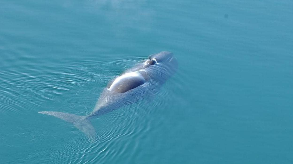 El cambio climático está acabando con el canto de las ballenas