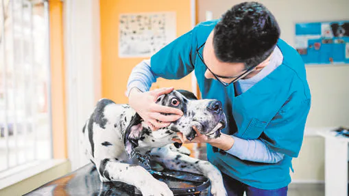 Autopsia obligatoria y prohibido dejar al perro solo en casa, algunas de las polémicas medidas de la ley de mascotas de La Rioja