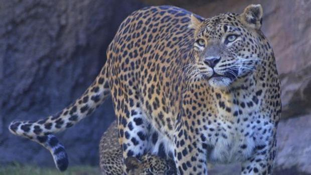 Un leopardo mata a un monje budista que meditaba en India