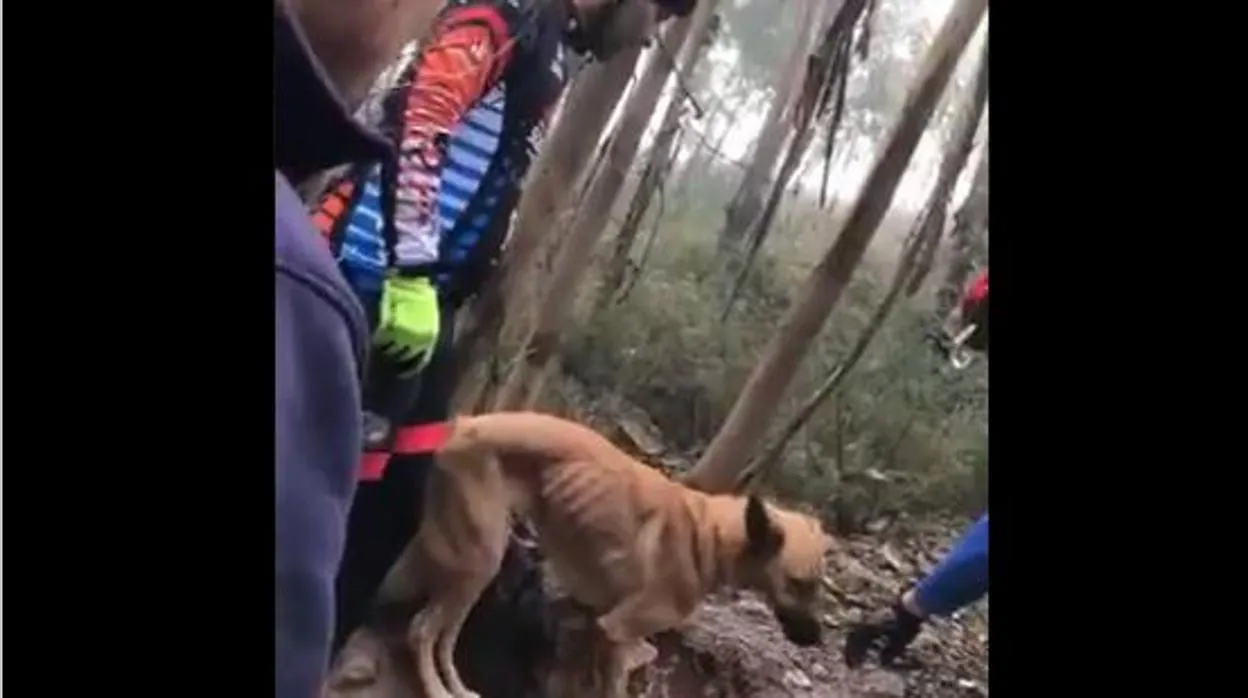 Unos ciclistas encuentran a un perro abandonado y atado a un árbol en Portugal muriéndose de hambre